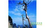 湘西之旅：張家界、天子山、寶峰湖/黃龍洞、鳳凰古城、猛洞河漂流、天門山六日游